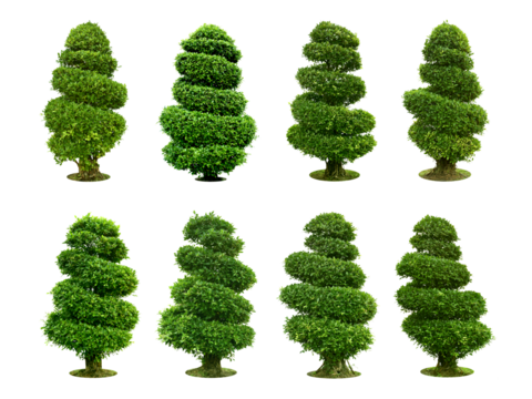 Collection pruning trees, ornamental plants  of Tree decorations, garden. (bush, shrub) Characteristics of bending to turn into a spiral.  total 8 trees.