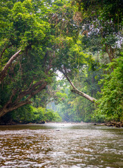 Evergreen rainforest in Taman Negara National Park