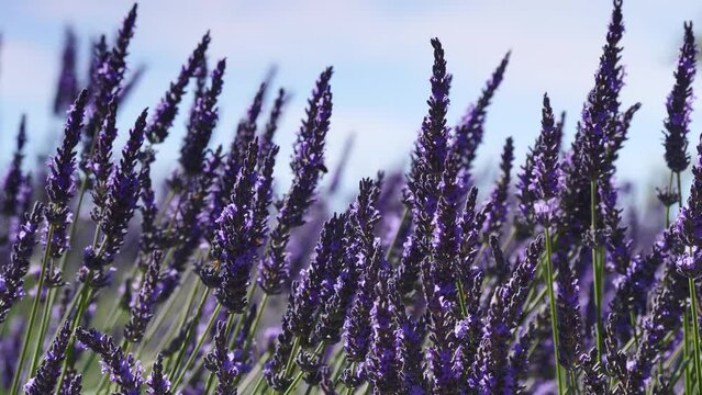 Lavender flowers swaying in slow motion on wind. Growing plant, purple blooms on field. Provence in France