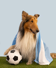 Collie dog with argentina flag and soccer ball