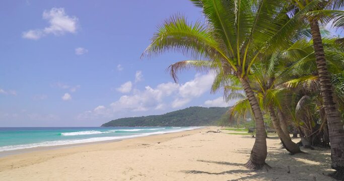 Coconut tree on beach sea blue sky background