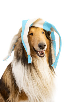 collie dog with light blue and white harlequin hat
