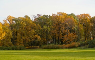 autumn trees in the park