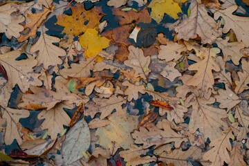 autumn leaves background