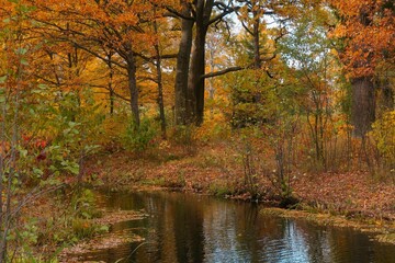 autumn in the park