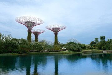 Singapore tree
