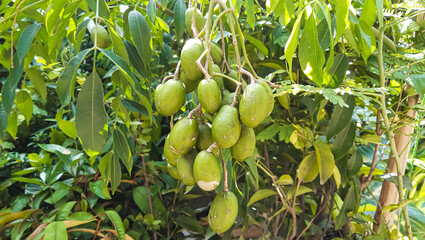 Green Ambarella or Spondias dulcis Fruit . 