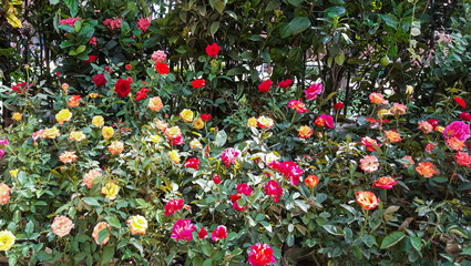 Rose garden. Beautiful display of  different color roses.