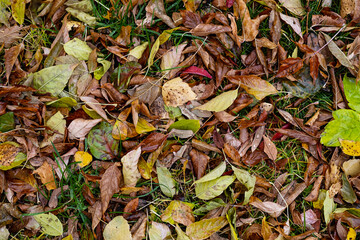 Wet fall coloured leaves on green grass. Autumnal background.
