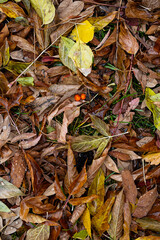 Wet fall coloured leaves on green grass. Autumnal background.