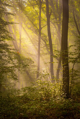 Foggy forest in autumn season.