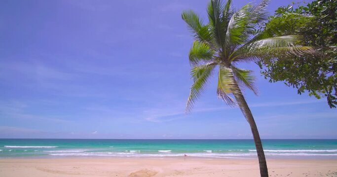 Coconut tree on beach sea blue sky background
