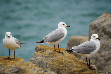 Hartlaub's gull or king gull (Chroicocephalus hartlaubii). Kleinmond, Whale Coast, Overberg, Western Cape, South Africa.