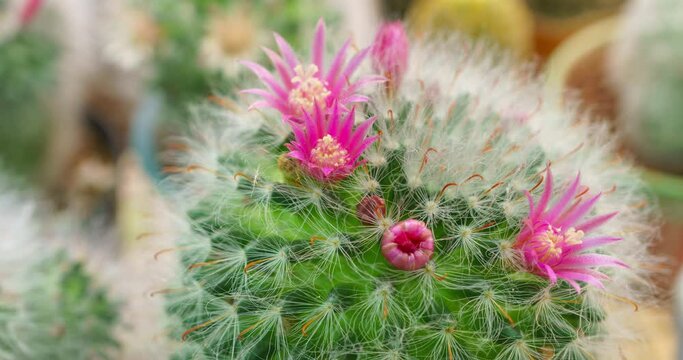 Time lapse of Pink cactus flowers blooming on the green cactus stem