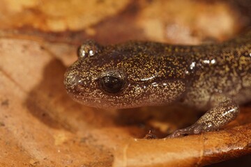 Closeup on a juvenile Japanese endemic Hokkaido salamander, Hynb