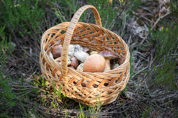 Fototapeta na wymiar Mushroom Boletus in wicker basket.