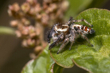 Male Thyene imperialis jumping spider walks on a plant looking for preys.