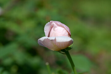 セント・セシリア　バラの花