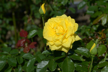 フリージア　バラの花