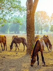 Fototapeta premium Horses grazing in field in evening. Many horses on pasture in sunset light. Majestic brown horses pasturing in warm spring sunshine. Herd of horses eating grass and straw in field. Animals and food.
