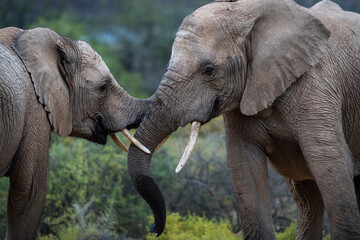 Naklejka na ściany i meble Two young African bush elephants (Loxodonta africana) interacting with each other. Karoo, Western Cape. South Africa