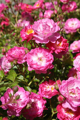 Obraz premium Pink roses (grade Pink Amorina, De Ruiter Innovations B. V.) in Moscow garden. Buds, inflorescence of flower closeup. Summer nature. Postcard with pink rose. Roses blooming. Pink flowers, rose blossom