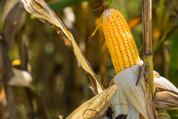 Ripe corn in the field of farmland, waiting for harvest. Concept : Economic agricultural crop in...
