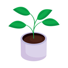 houseplant in white pot