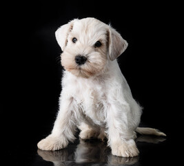 puppy miniature schnauzer in studio