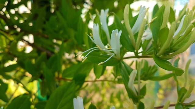 Closeup of blooming white Honeysuckle flower isolated in blurred background
