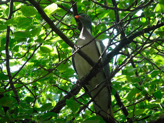 Columba palumbus common wood sitting on its in a tree in forest