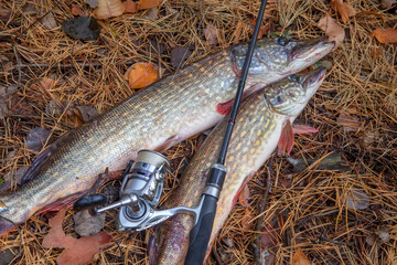 Freshwater pike fish. Two freshwater pike fish and fishing rod with reel on yellow leaves at autumn...