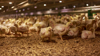 Young broilers in grow out house of chicken farm. - obrazy, fototapety, plakaty