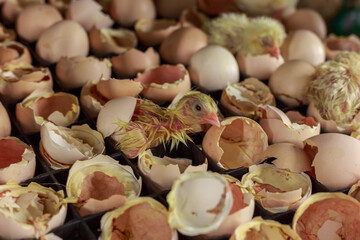 Hatching broilers from eggs in incubator area.