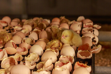 Hatching broilers from eggs in incubator area. - obrazy, fototapety, plakaty