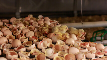 Hatching broilers from eggs in incubator area.