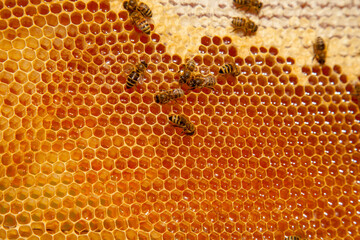 Working bees on the yellow honeycomb with sweet honey..