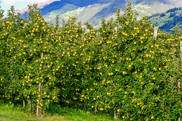 Meran, Apfelernte, Apfelbäume, Ernte, Obstbäume, Obstbauer, Vinschgau, Südtirol, Apfelernte, Herbst, Herbstsonne, Herbstfarben, Italien