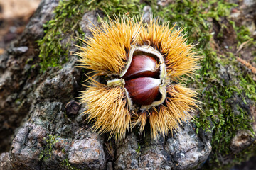 chestnut hedgehogs already ripe and fallen on the ground in Spain