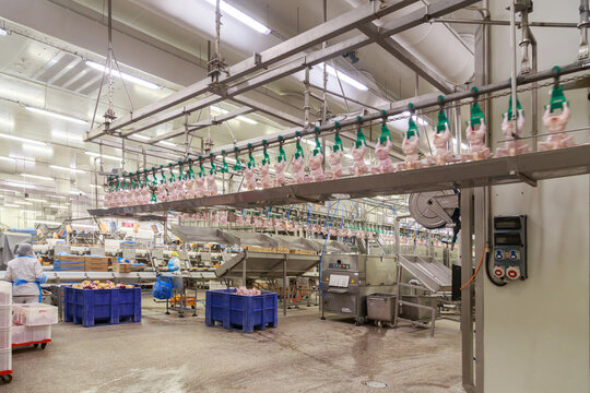 Processing line at big chicken farm.