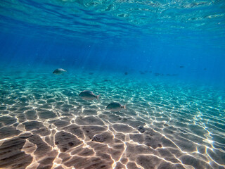 Shoal of Sargos or White Seabream swimming at the coral reef in the Red Sea, Egypt..