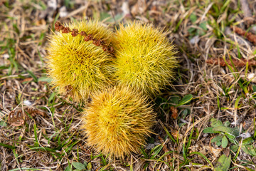 chestnut hedgehogs already ripe and fallen on the ground in Spain