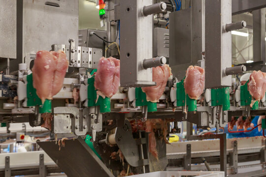 Breast fillet on a processing line at big chicken farm.