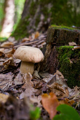 Single Boletus mushroom in the wild. Porcini mushroom grows on the forest floor at autumn season..