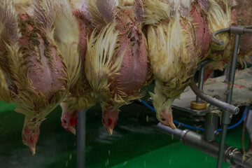 Scalding birds at slaughtering line in big chicken farm © Елена Бионышева-Абра