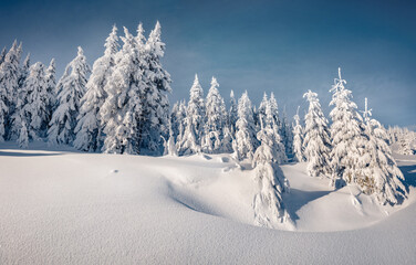 Untouched winter landscape. Frosty morning scene of mountain forest. Bright winter view of snowy...