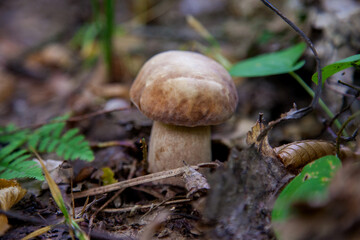 Single Boletus mushroom in the wild. Porcini mushroom grows on the forest floor at autumn season..