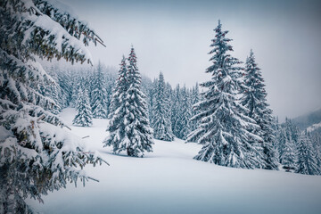 Calm winter morning in Carpathian mountains with fresh snow covered fir trees. Frosty outdoor scene of mountain valley. Happy New Year celebration concept..