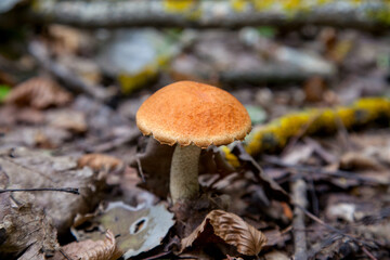 Single red boletus mushroom in the wild. Red boletus mushroom grows on the forest floor at autumn season..