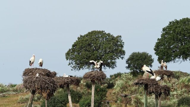 White storks, Ciconia ciconia, mating in the nest. Wild animals copulating at Los Barruecos Natural Monument, Malpartida de Caceres, Extremadura, Spain.